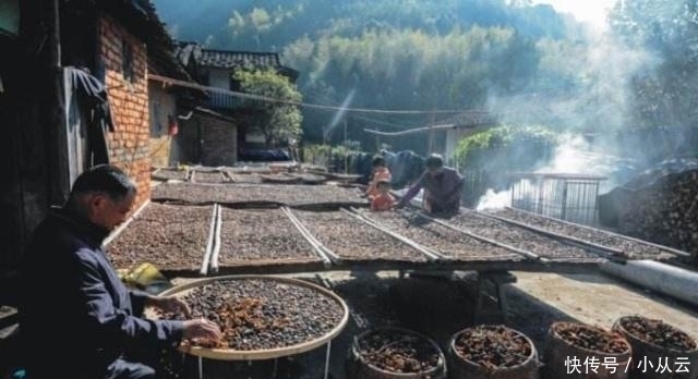 茶果|这种“油果子”,烂在地上的也有人要,碾压打磨,成品上百元一斤