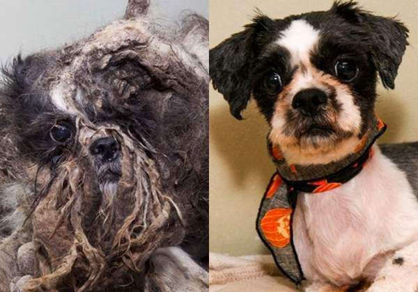  鼻酸|爱心传递，流浪狗狗在他们的帮助下幸福成长，鼻酸了