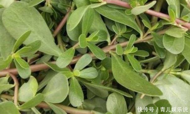 长寿菜|“吃了马齿苋,一年无病害”,被称长寿菜的马齿苋,值得你了解