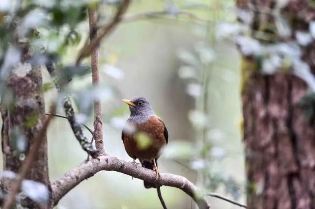  中国|高黎贡山 | 中国五星级观鸟胜地，你知道吗？