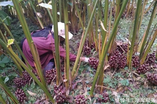 殊不知|这种长在地上的红枣,很多人以为有毒,殊不知是名贵“香果之王”