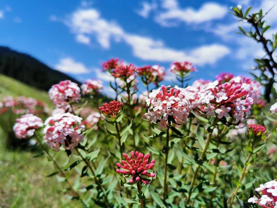  穿越|【黑黑哥游记】邂逅大美阿万仓湿地，迭山穿越爆胎惊魂