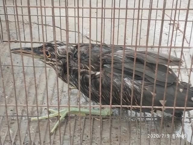  暴雨|受伤夜鹭遭遇暴雨无法飞行，多亏遇到了热心大兴居民