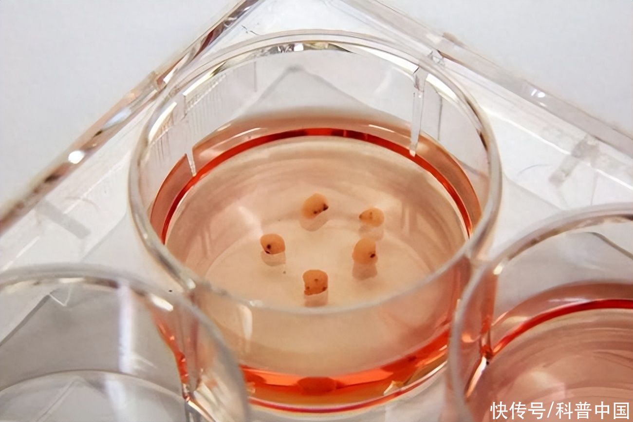这群科学家造出了“迷你心脏”，竟然是为了……2023