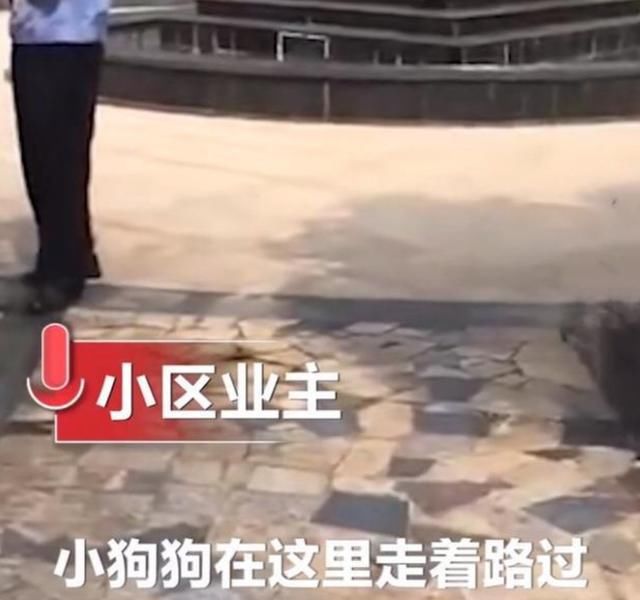  监控|5只宠物狗在小区被毒死，物业：监控刚好全坏了，不知道是谁投毒