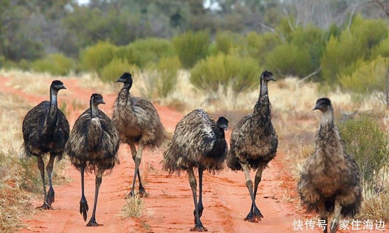 动物|世界上最奇葩的战争澳大利亚人和鸟干了一架,结果还战败了!