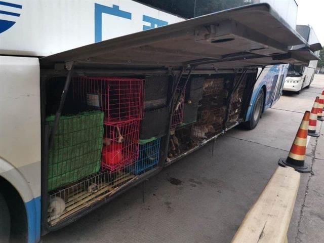 飞禽走兽|行李厢和车厢内暗藏“飞禽走兽”，卧铺大客车偷运野生动物被查