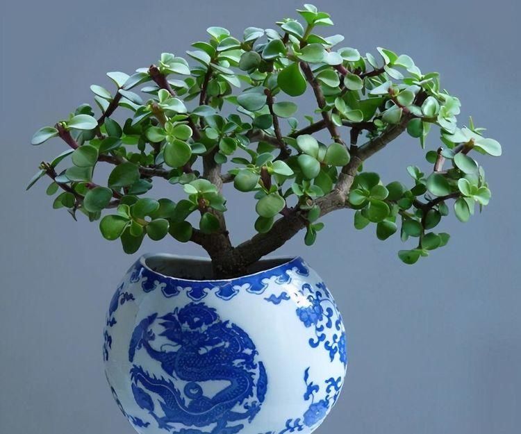 别忘了|秋冬季如何养金枝玉叶?有“3招”别忘了,长枝长叶变老桩