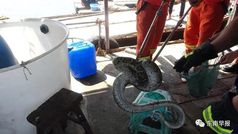  巨蟒|2米巨蟒藏匿渔排 消防员出海捕蛇