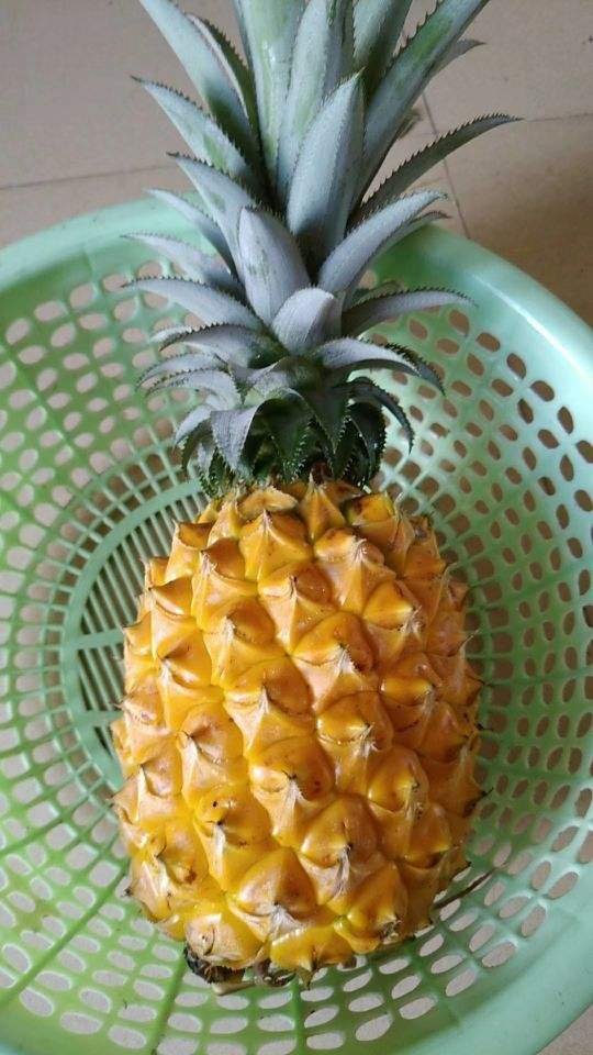 从头到脚|菠萝是个“宝”,从头到脚全有用,扔掉就是浪费