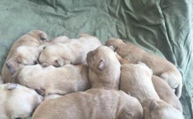  讨食|流浪狗准点上门讨食，网友将其收养回家后，喜获了一份意外大礼