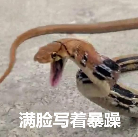  遇险|蛇潜进厦门一居民家，小兄弟俩遇险！两波救兵赶到，上演教科书式驱蛇