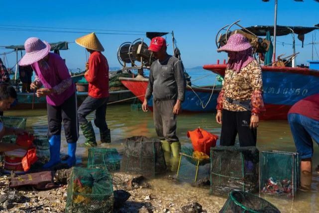 满满|流口水！秋蟹、黄翅鱼、花螺……翔安这个码头渔获满满！