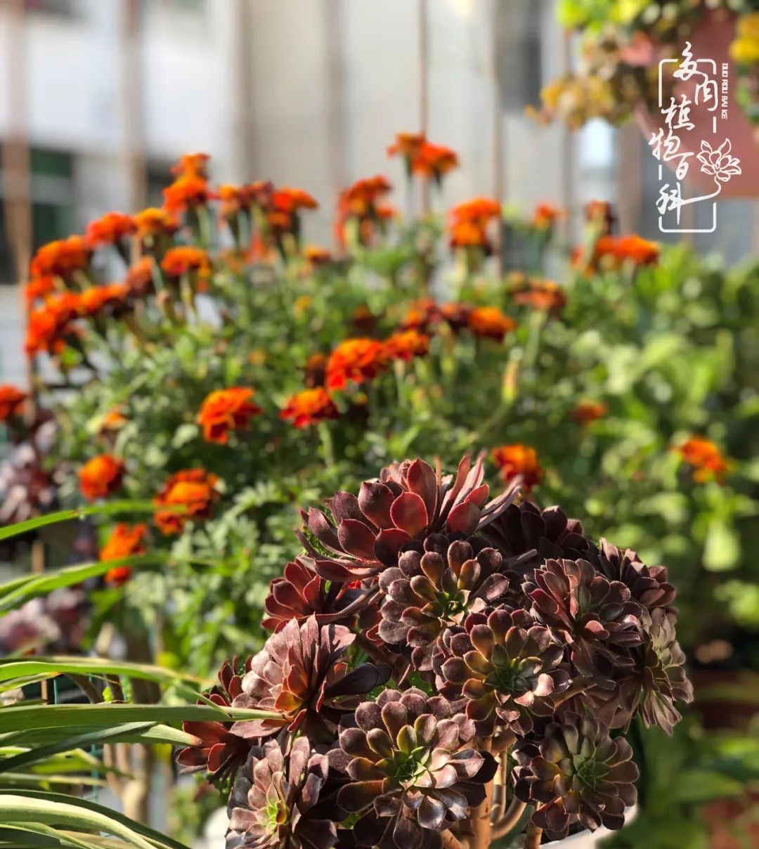  遇上|遇上多肉，遇上美好，情不知所起，一往而深！