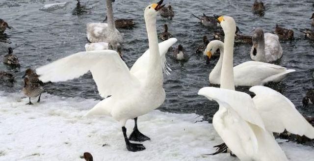 梦幻|日本山形梦幻秘境浪漫银山温泉二日游,温泉、美食、绝景