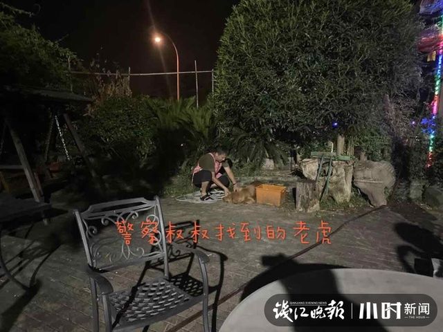  竟是|杭州深夜有人报警：转塘发现“大老虎”，民警带着枪和盾牌，找到的竟是它