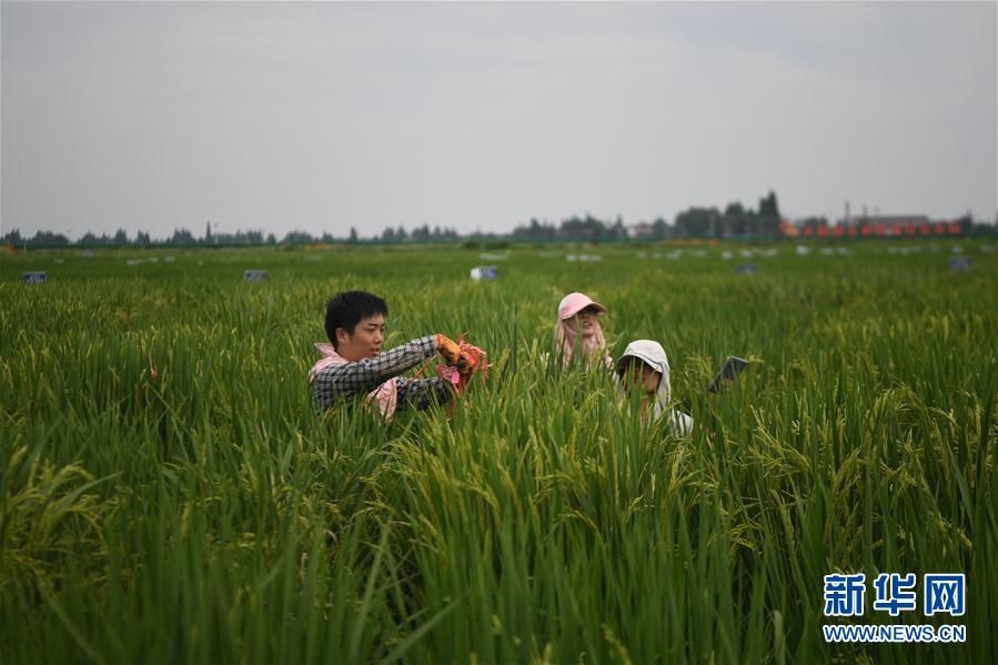  田间|新华网丨湖南：田间地头刮起“科研风”