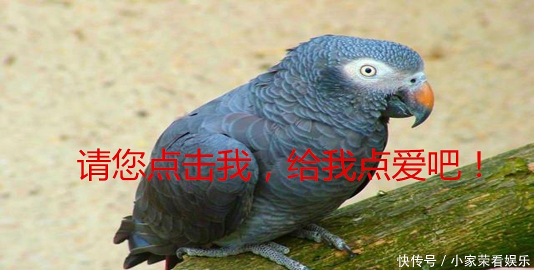 动物|提姆那灰鹦鹉在红树林里不受保护,随意捕捉,小孩养着玩