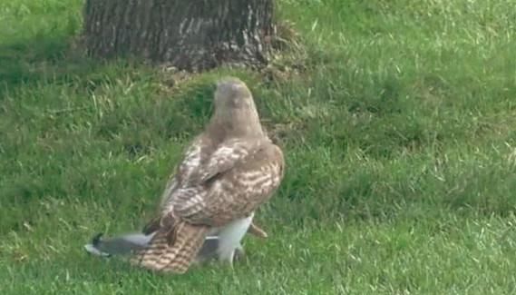  鸭子|老鹰想抓鸭子当午餐，没想到却栽了个大跟头，表情一下子就凝固了