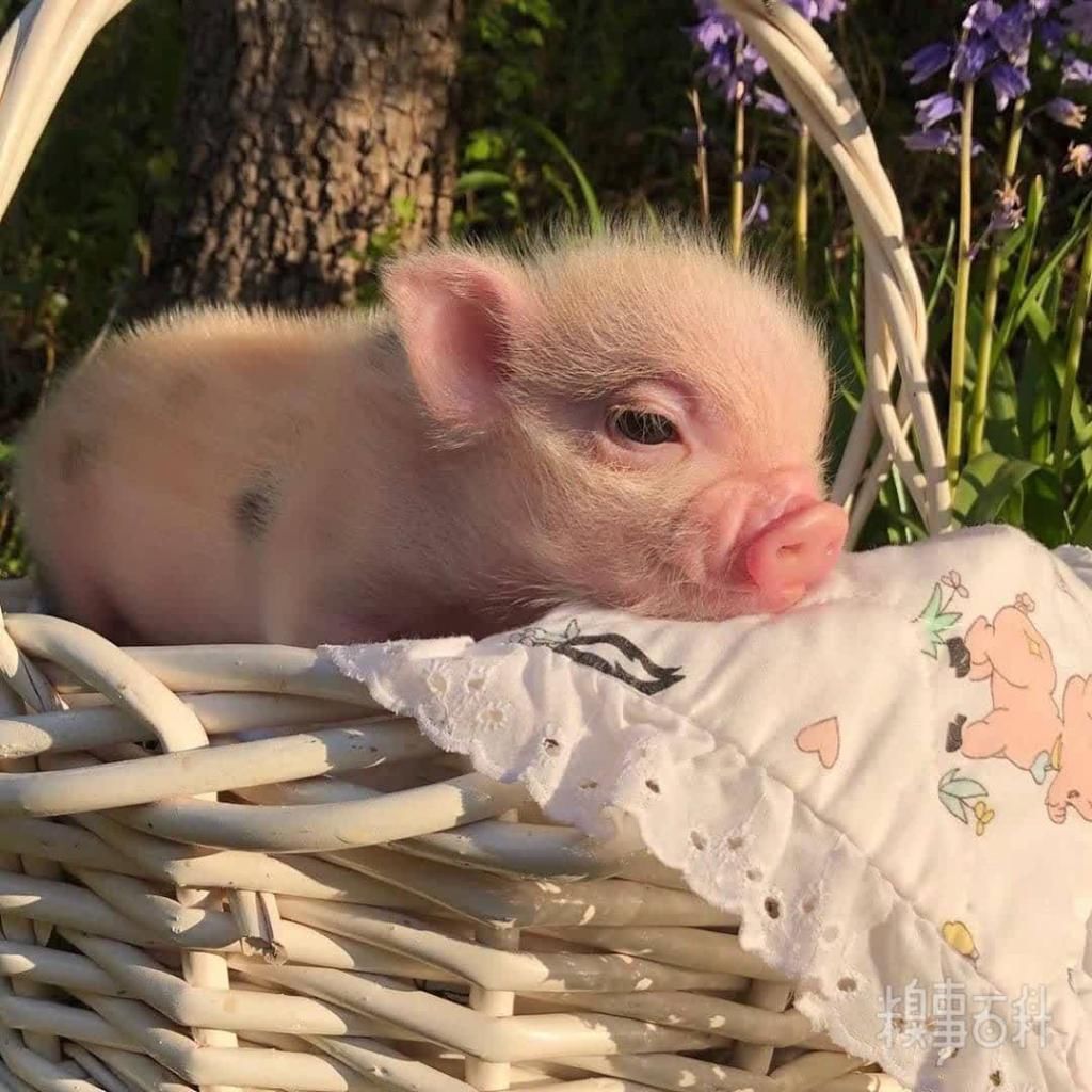  食用|今日份甜～加冰食用口感更佳