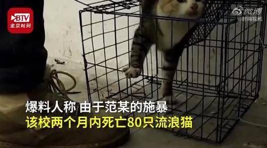 虐杀|大学生残忍虐猫：我家有钱我牛B！被退学后仍旧直播虐杀猫