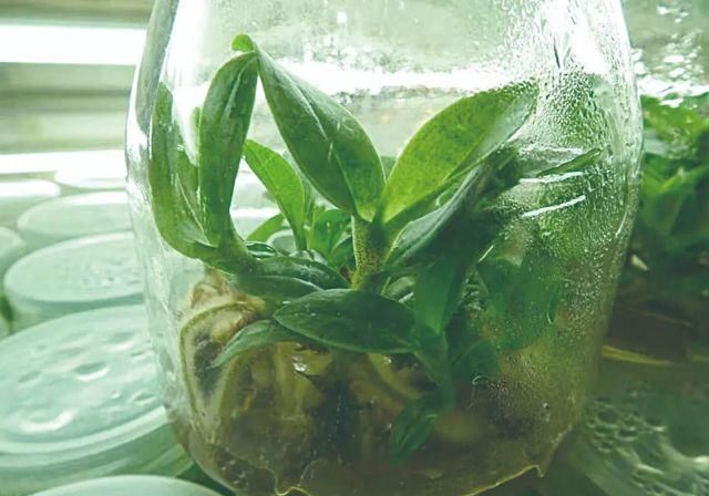 生长|云之南，一个生生不息、万物生长的地方