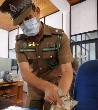  别乱|囚犯用流浪猫在监狱里运毒！猫咪被抓后遭训：别乱信人类