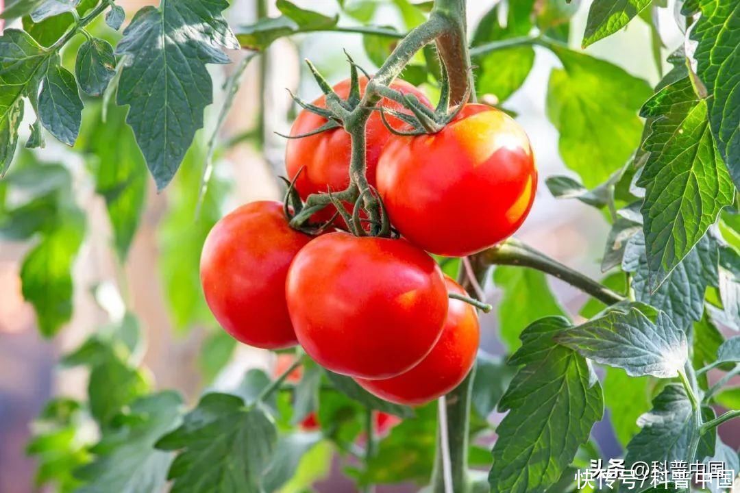 每天吃一个西红柿身体有什么变化(每天1个西红柿，身体会发生什么变化？)