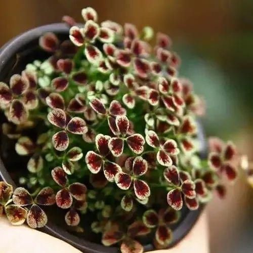 变异|这花被人工培育了，叶子变异后，可以这么美！