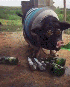 搞笑|搞笑GIF:大爷这舞姿是我们全村人的希望!