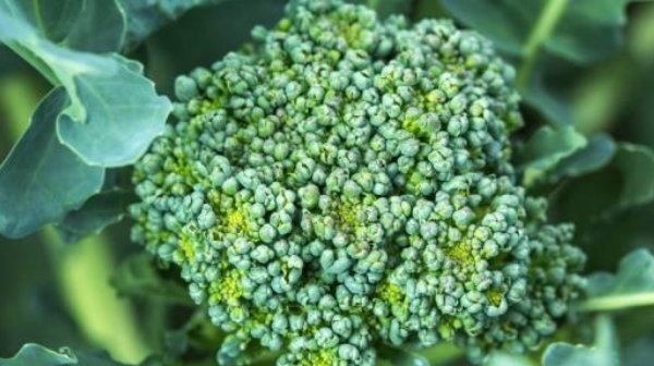  食用|西兰花人称“抗癌冠军”，但不能有以下几种吃法，还很多人不清楚