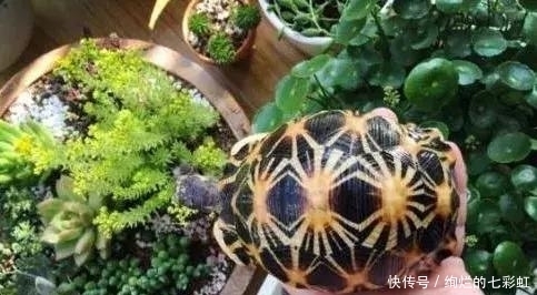 乌龟|文玩人“盘”活乌龟,还能“挂瓷”你能接受吗?