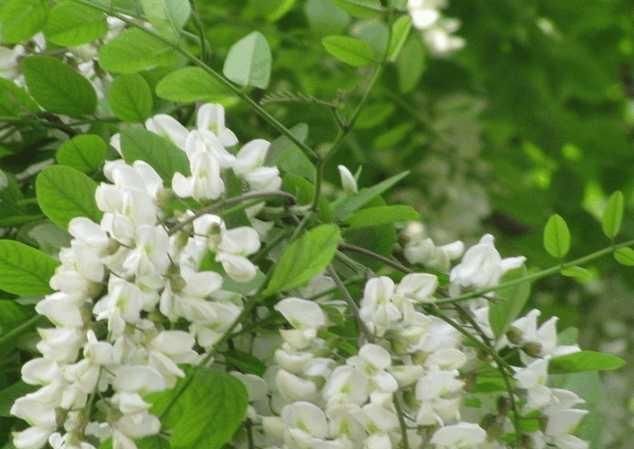  欣赏|农村里这种花可以欣赏还可以做菜来吃, 你知道是什么花吗?