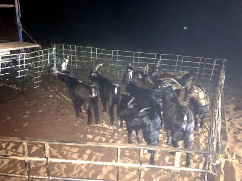  违规|凌晨发现异常快艇 警方截获216只未经检验检疫违规入岛活羊