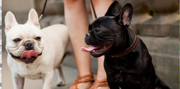  撞倒|气愤！爱犬被撞找司机理论，女子反遭对方撞倒拖行800米惨死路边