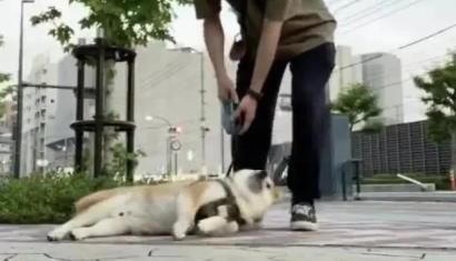 懒到|不想走了!废柴瘫软一地懒到回不了家,网笑:是放假的我