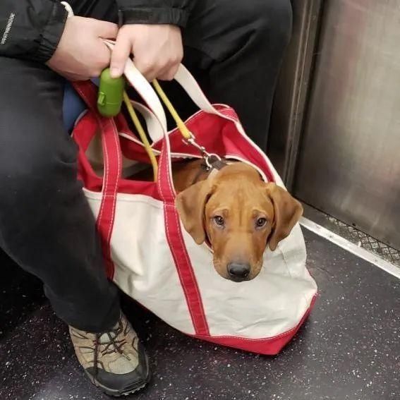  乘坐|美国人怎么喜欢带着宠物猫狗乘坐地铁？爱猫狗人士慎点