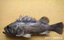 海鲜|海鲜大全, 你能认出多少