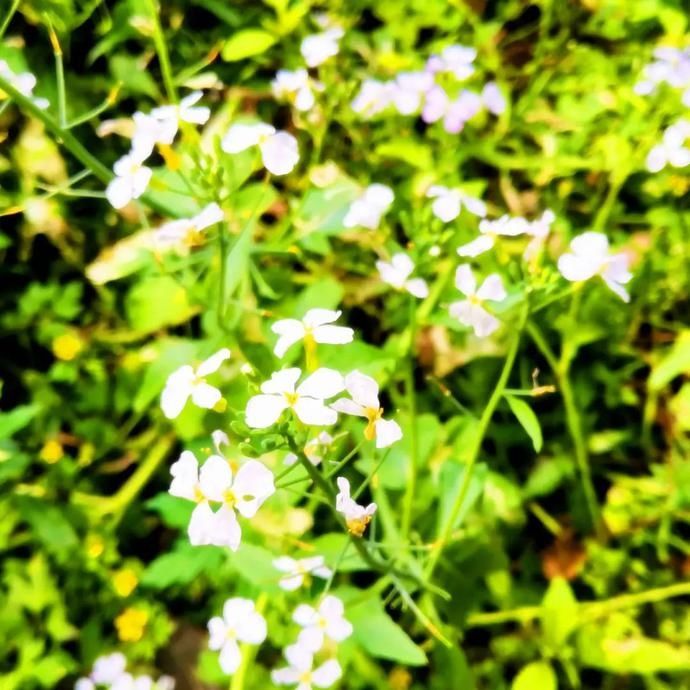  张家沟|阅读雨城丨寻茶张家沟