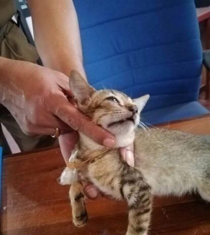  别乱|囚犯用流浪猫在监狱里运毒！猫咪被抓后遭训：别乱信人类