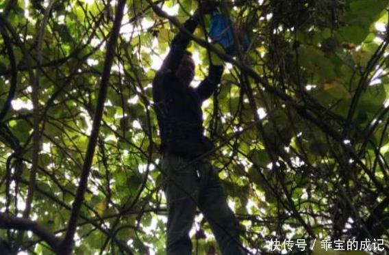 小孩子|深山的一种野果,被誉为“水果之王”,价值很珍贵,一起了解下