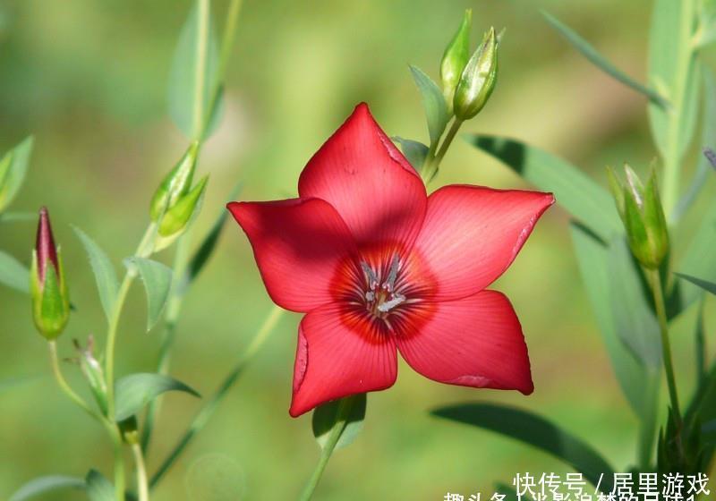 生肖|9月中旬,缘分与桃花非常黏人,被爱情深深打动的四大生肖!