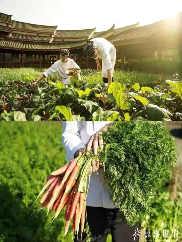  有山有水|成都周边亲子游必选｜全国仅此一家的青城山六善，有山有水有熊猫