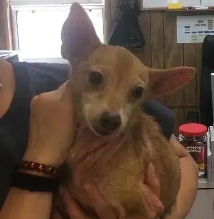 挖地道|吉娃娃挖地道逃跑,6年后被寻回,原来它是为了一段情