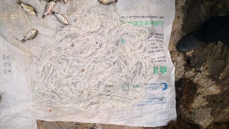 白龟山水库|炸、毒、电、灯光，这种“诱捕鱼”行为警方要严打