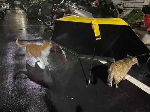  避雨|雨中暖心一幕：小男孩为猫避雨，引来众多流浪猫＂捧场＂