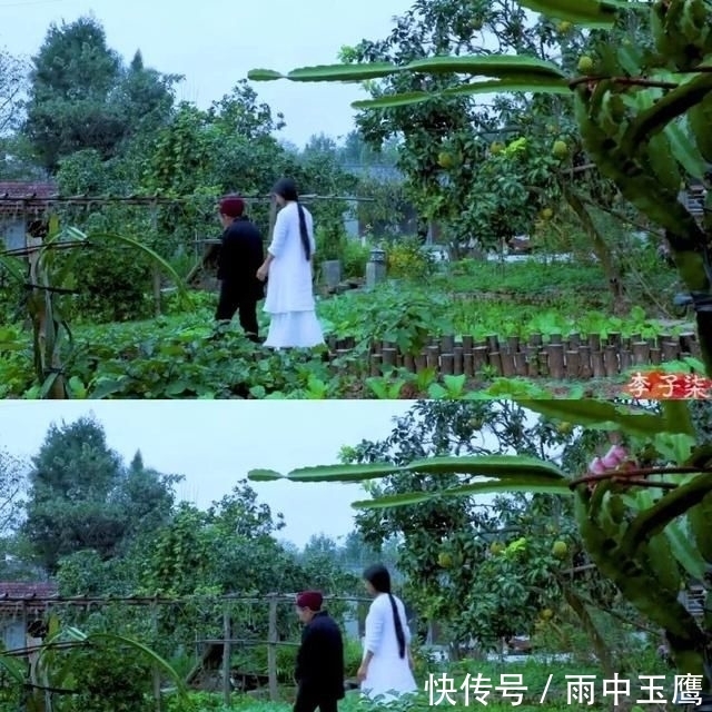  在家|在家种个菜都这么美，还要什么花园？