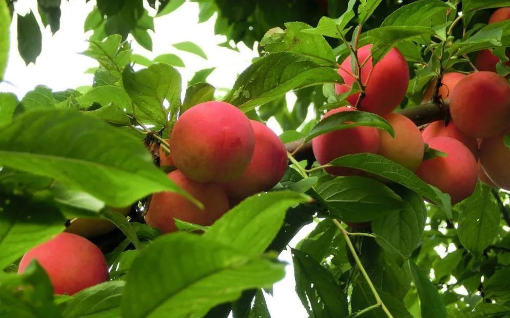  禁忌|种植蔬菜花卉，施肥方法有技巧，务必别中施肥禁忌的招