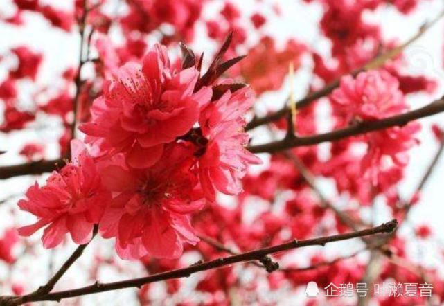  缠身|八月开始：事业高升，万事顺意，好运缠身的生肖