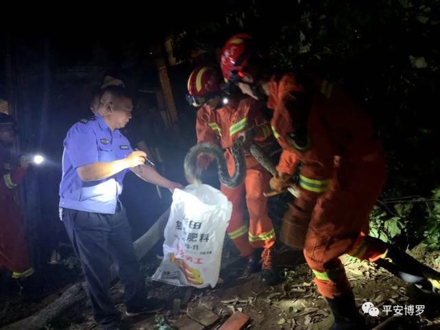 村警|蟒蛇深夜出没 博罗村警协助抓获